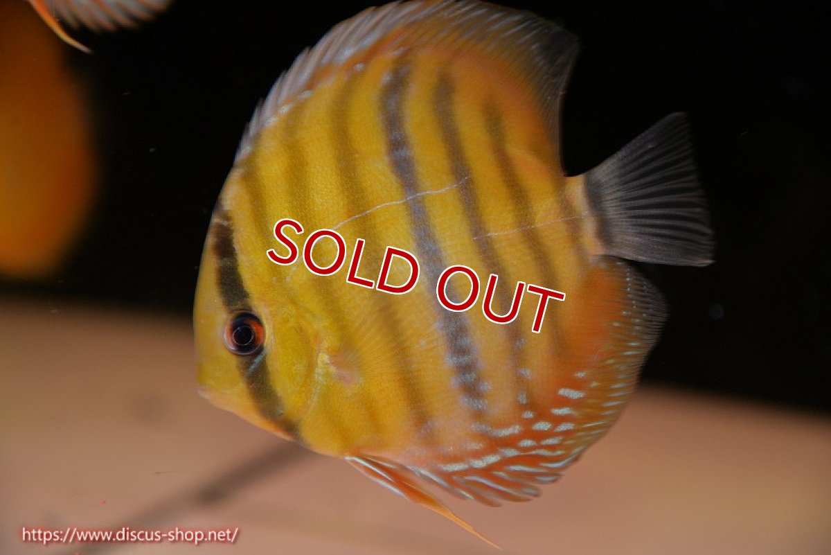画像1: 【ウィンターセール対象個体】【ワイルドディスカス】【通販】ウラリアソリッドイエローセンターバー　ヤングスター【個体販売】9-11cm（生体）ウラリア産 (1)