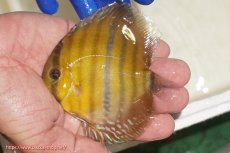 画像1: 【ワイルドディスカス】【通販】ウラリアソリッドイエローセンターバー　ヤングスター【個体販売】9-11cm（生体）ウラリア産 (1)