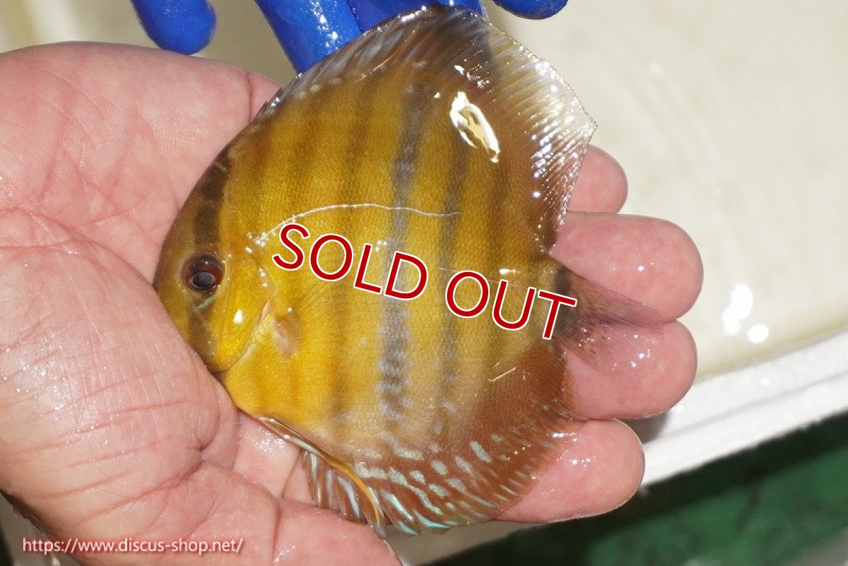 画像2: 【ウィンターセール対象個体】【ワイルドディスカス】【通販】ウラリアソリッドイエローセンターバー　ヤングスター【個体販売】9-11cm（生体）ウラリア産 (2)