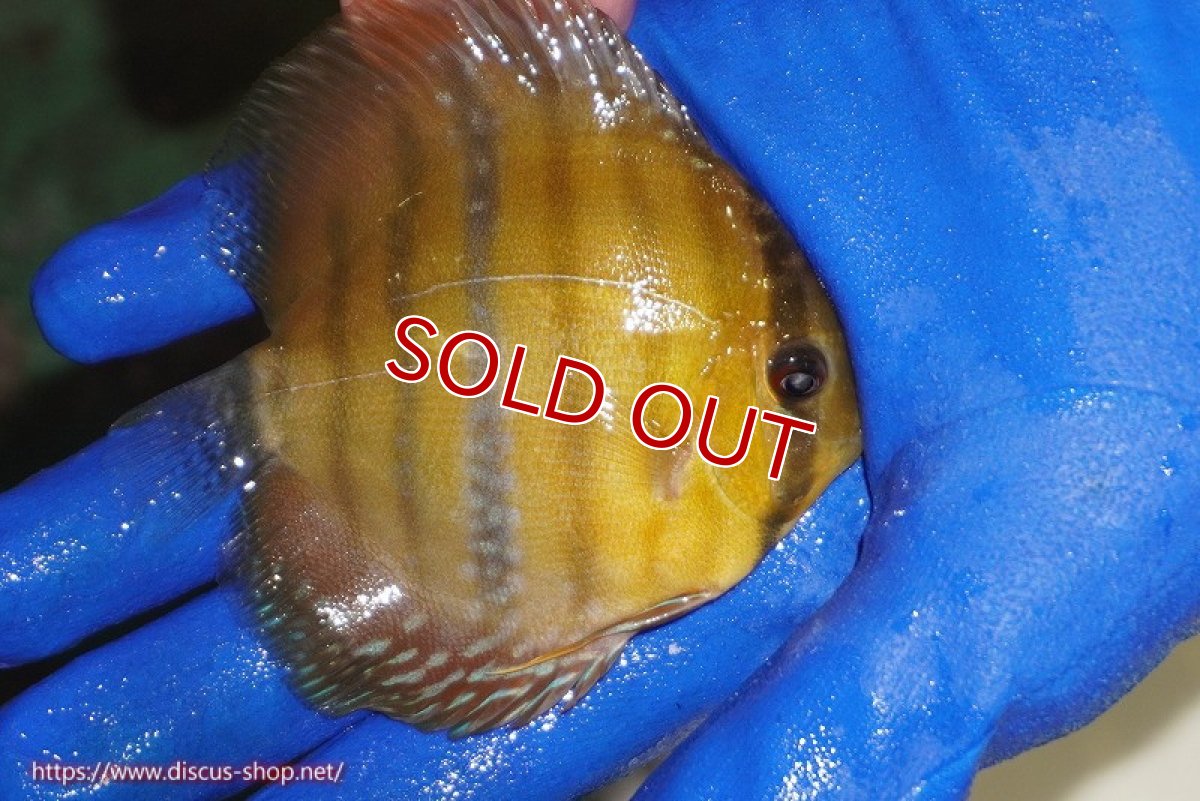 画像3: 【ウィンターセール対象個体】【ワイルドディスカス】【通販】ウラリアソリッドイエローセンターバー　ヤングスター【個体販売】9-11cm（生体）ウラリア産 (3)