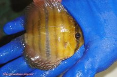 画像3: 【ウィンターセール対象個体】【ワイルドディスカス】【通販】ウラリアソリッドイエローセンターバー　ヤングスター【個体販売】9-11cm（生体）ウラリア産 (3)