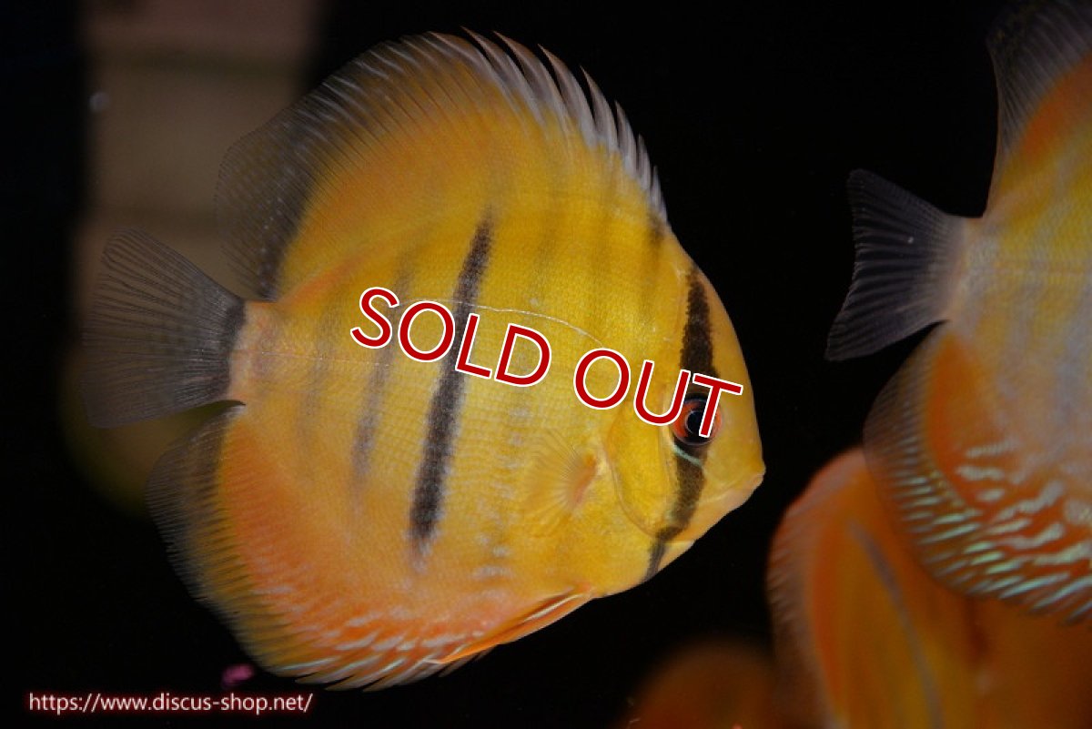 画像1: 【ウィンターセール対象個体】【ワイルドディスカス】【通販】ウラリアソリッドイエローセンターバー　ヤングスター【個体販売】9-11cm（生体）ウラリア産 (1)