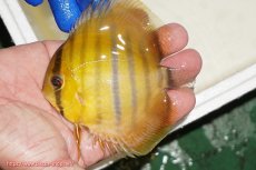 画像1: 【ワイルドディスカス】【通販】ウラリアソリッドイエローセンターバー　ヤングスター【個体販売】9-11cm（生体）ウラリア産 (1)