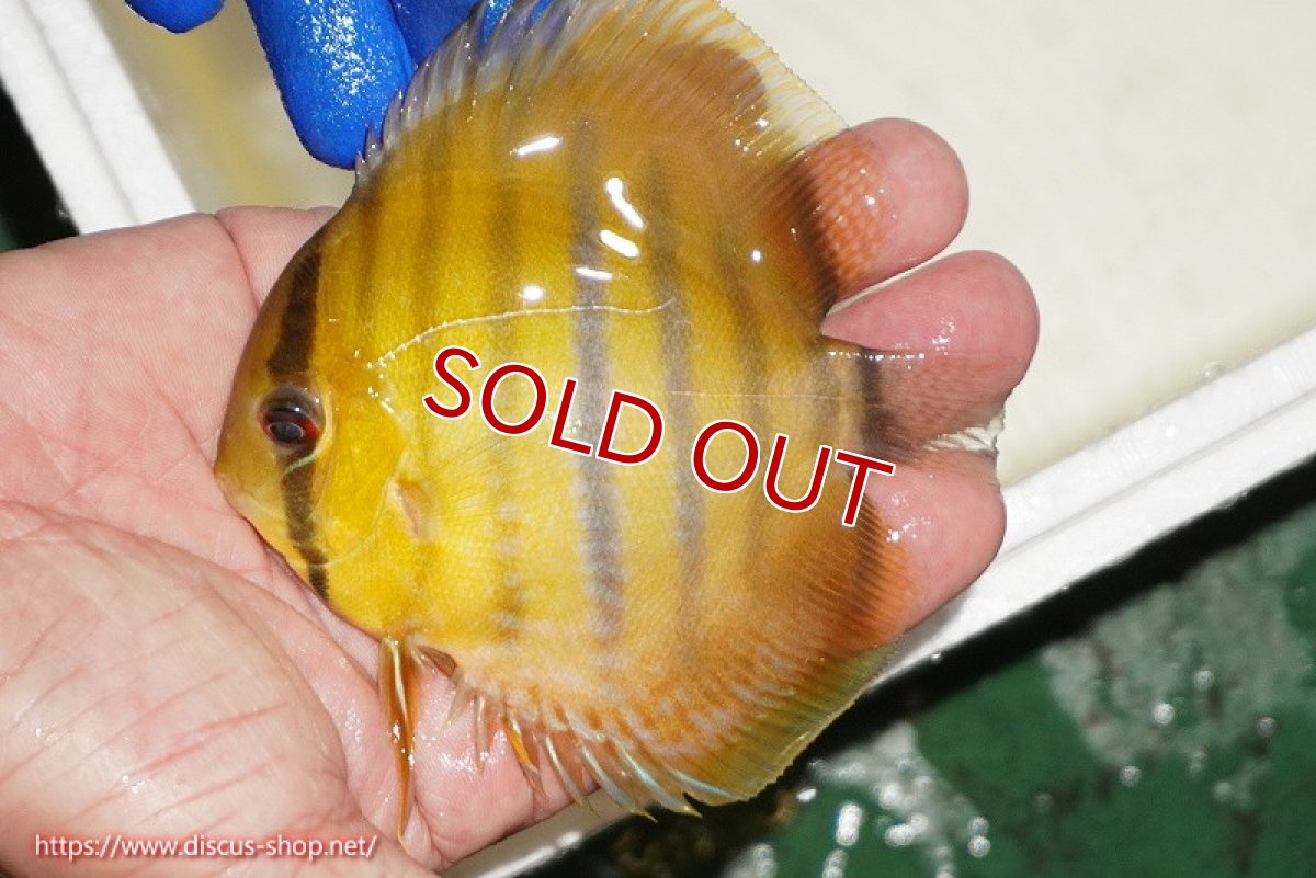 画像2: 【ウィンターセール対象個体】【ワイルドディスカス】【通販】ウラリアソリッドイエローセンターバー　ヤングスター【個体販売】9-11cm（生体）ウラリア産 (2)