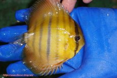 画像3: 【ウィンターセール対象個体】【ワイルドディスカス】【通販】ウラリアソリッドイエローセンターバー　ヤングスター【個体販売】9-11cm（生体）ウラリア産 (3)