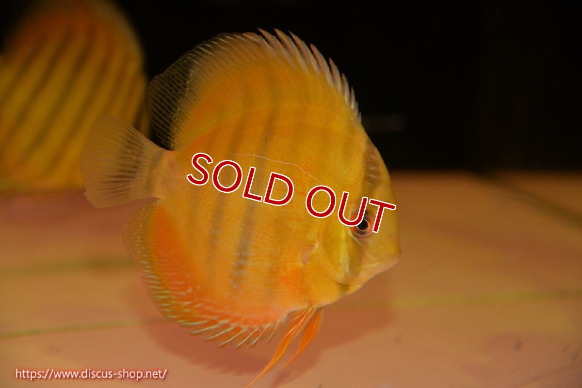 画像1: 【決算セール対象個体】【ワイルドディスカス】【通販】ウラリアソリッドイエローセンターバー　ヤングスター【個体販売】9-11cm（生体）ウラリア産 (1)