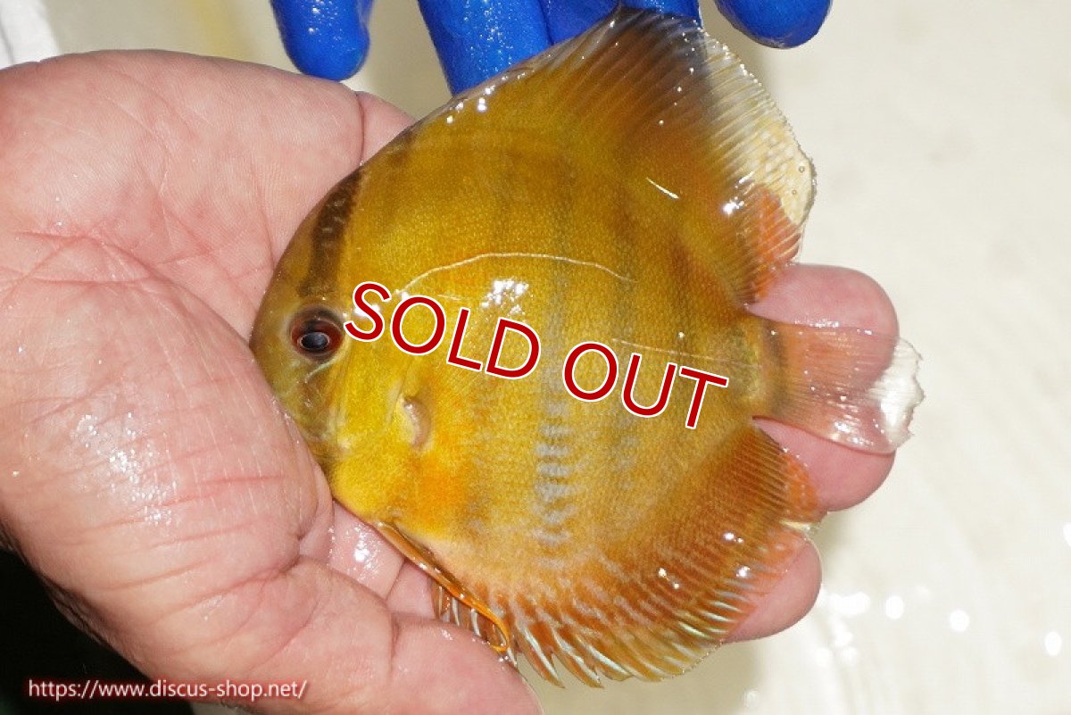 画像2: 【決算セール対象個体】【ワイルドディスカス】【通販】ウラリアソリッドイエローセンターバー　ヤングスター【個体販売】9-11cm（生体）ウラリア産 (2)