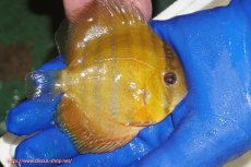 画像3: 【ウィンターセール対象個体】【ワイルドディスカス】【通販】ウラリアソリッドイエローセンターバー　ヤングスター【個体販売】9-11cm（生体）ウラリア産 (3)