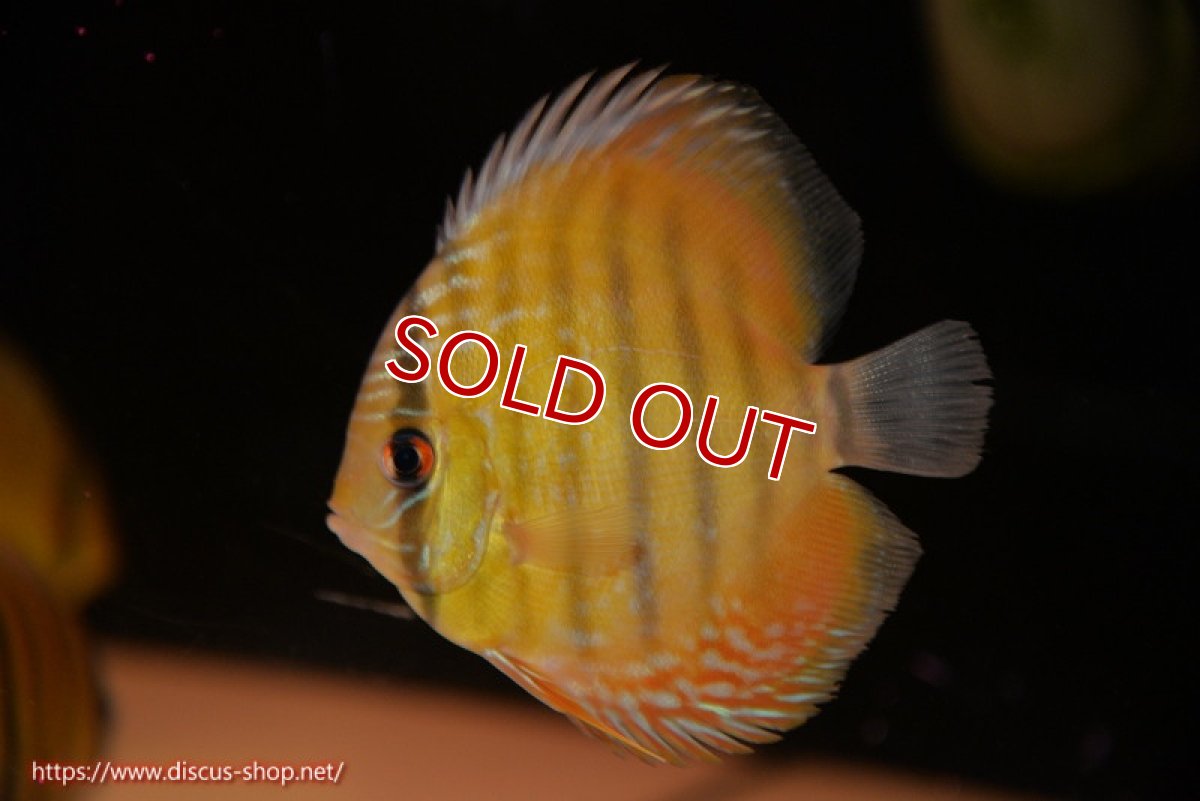 画像1: 【除夜の鐘20260円】【ワイルドディスカス】【通販】ウラリアソリッドイエローセンターバー　ヤングスター【個体販売】9-11cm（生体）ウラリア産【クーポン割引き有り！詳細は説明欄で】 (1)