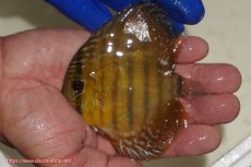 画像1: 【ワイルドディスカス】【通販】ウラリアソリッドイエローセンターバー　ヤングスター【個体販売】9-11cm（生体）ウラリア産 (1)