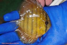 画像2: 【ワイルドディスカス】【通販】ウラリアソリッドイエローセンターバー　ヤングスター【個体販売】9-11cm（生体）ウラリア産 (2)