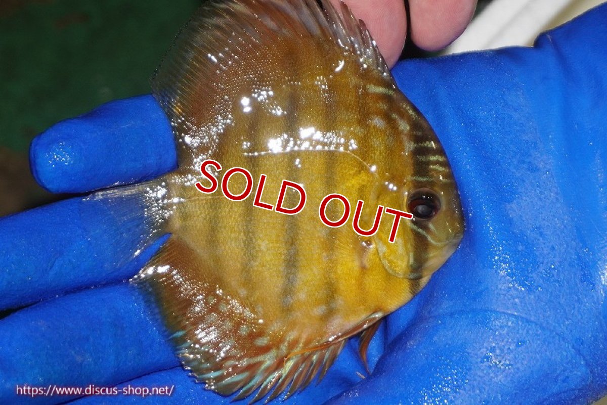 画像3: 【除夜の鐘20260円】【ワイルドディスカス】【通販】ウラリアソリッドイエローセンターバー　ヤングスター【個体販売】9-11cm（生体）ウラリア産【クーポン割引き有り！詳細は説明欄で】 (3)