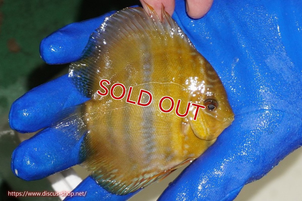 画像3: 【ワイルドディスカス】【通販】ウラリアソリッドイエローセンターバー　ヤングスター【個体販売】9-11cm（生体）ウラリア産 (3)