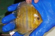 画像3: 【ワイルドディスカス】【通販】ウラリアソリッドイエローセンターバー　ヤングスター【個体販売】9-11cm（生体）ウラリア産 (3)