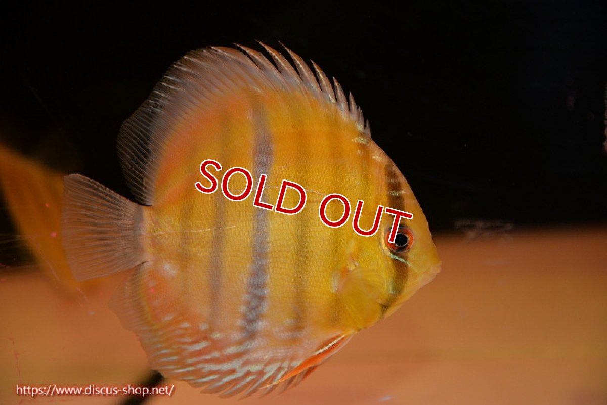 画像1: 【ウィンターセール対象個体】【ワイルドディスカス】【通販】ウラリアソリッドイエローセンターバー　ヤングスター【個体販売】9-11cm（生体）ウラリア産 (1)