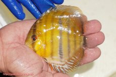 画像1: 【ワイルドディスカス】【通販】ウラリアソリッドイエローセンターバー　ヤングスター【個体販売】9-11cm（生体）ウラリア産 (1)