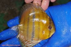 画像2: 【ワイルドディスカス】【通販】ウラリアソリッドイエローセンターバー　ヤングスター【個体販売】9-11cm（生体）ウラリア産 (2)