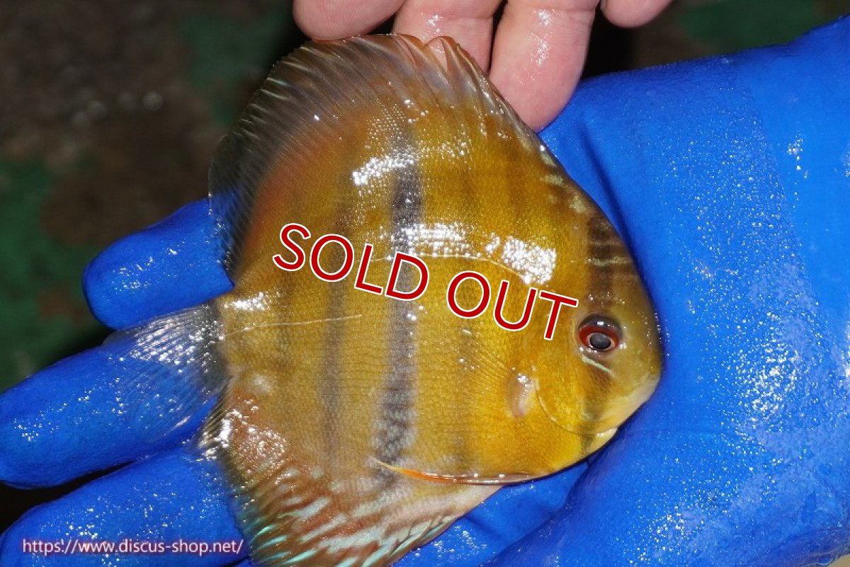 画像3: 【ウィンターセール対象個体】【ワイルドディスカス】【通販】ウラリアソリッドイエローセンターバー　ヤングスター【個体販売】9-11cm（生体）ウラリア産 (3)