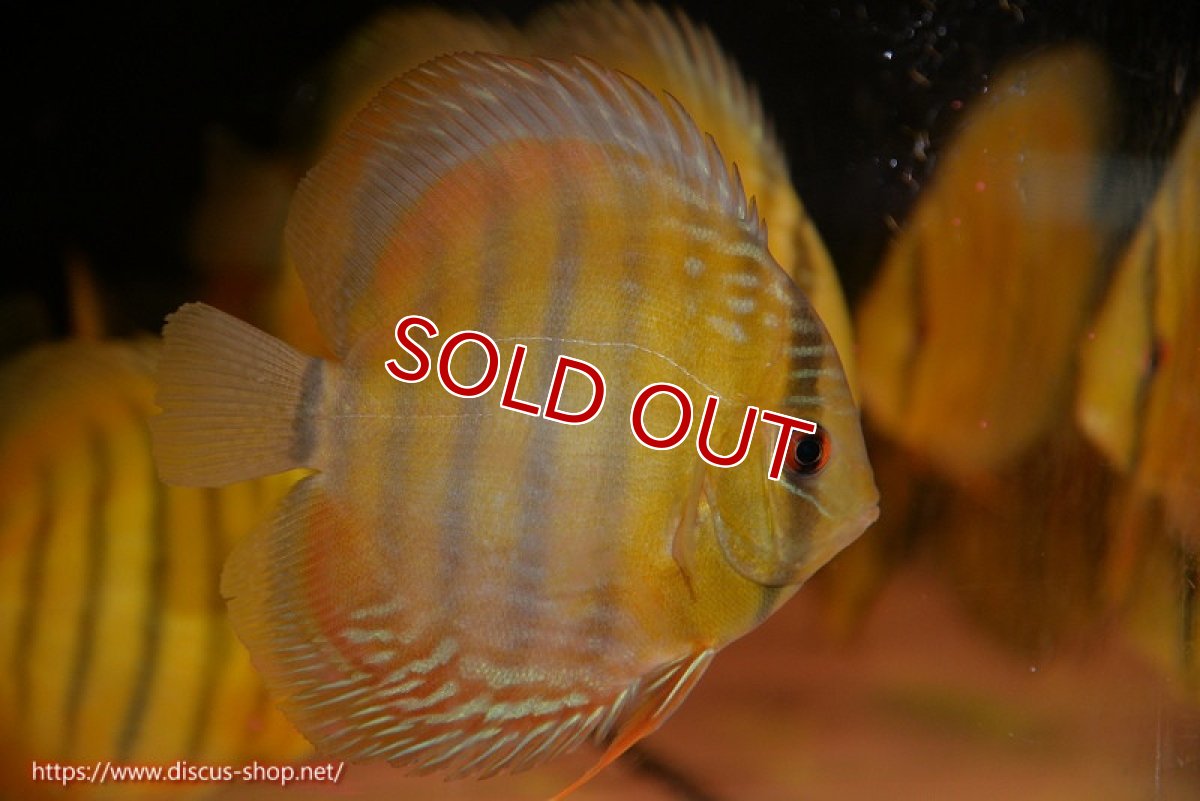 画像1: 【ウィンターセール対象個体】【ワイルドディスカス】【通販】ウラリアソリッドイエローセンターバー　ヤングスター【個体販売】9-11cm（生体）ウラリア産 (1)