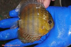 画像3: 【ウィンターセール対象個体】【ワイルドディスカス】【通販】ウラリアソリッドイエローセンターバー　ヤングスター【個体販売】9-11cm（生体）ウラリア産 (3)