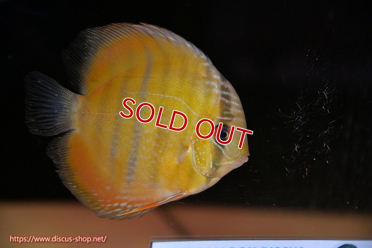 画像1: 【決算セール対象個体】【ワイルドディスカス】【通販】ウラリアソリッドイエローセンターバー　ヤングスター【個体販売】9-11cm（生体）ウラリア産 (1)
