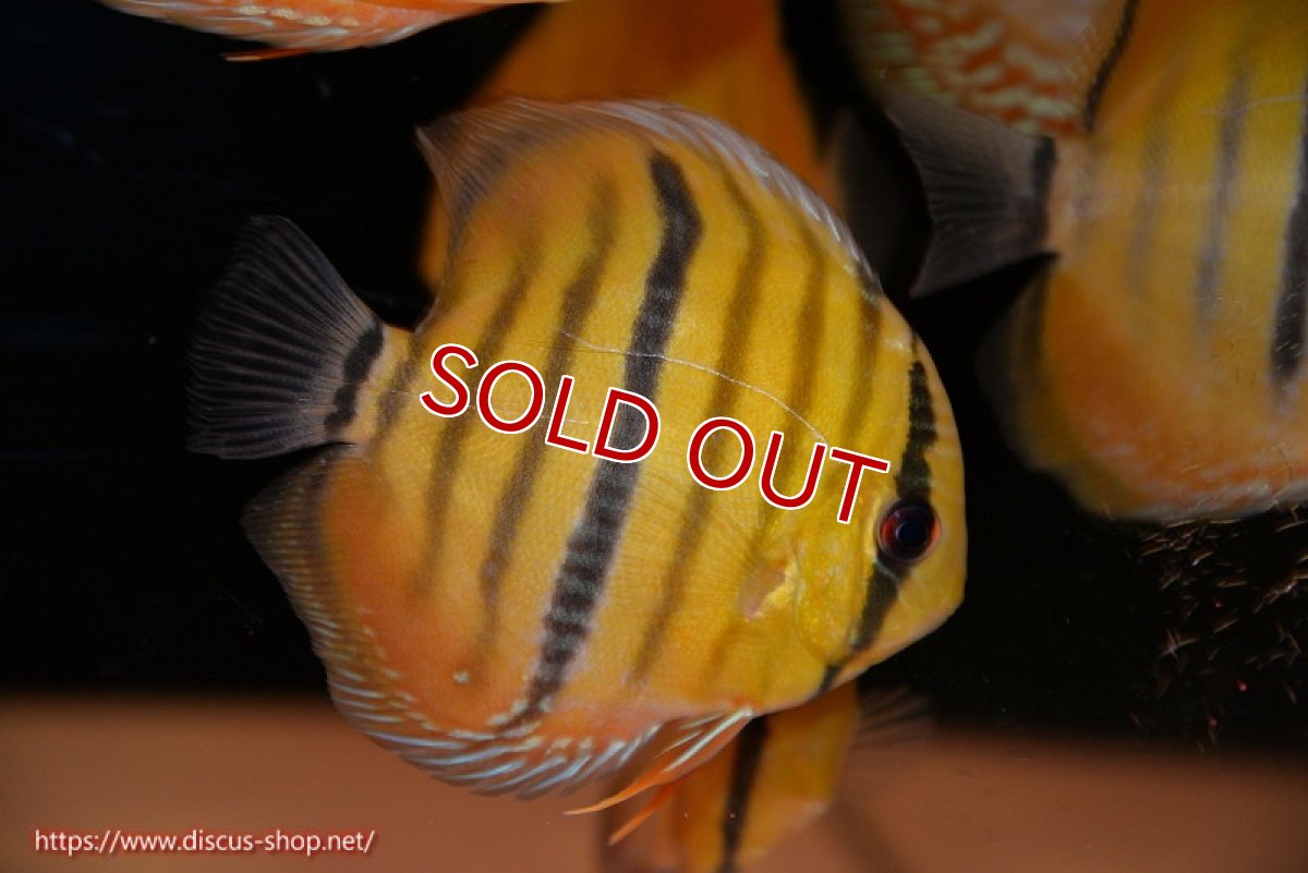 画像1: 【ウィンターセール対象個体】【ワイルドディスカス】【通販】ウラリアソリッドイエローセンターバー　ヤングスター【個体販売】9-11cm（生体）ウラリア産 (1)