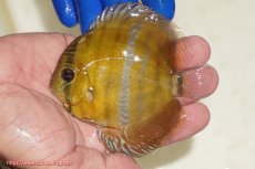 画像1: 【ワイルドディスカス】【通販】ウラリアソリッドイエローセンターバー　ヤングスター【個体販売】9-11cm（生体）ウラリア産 (1)