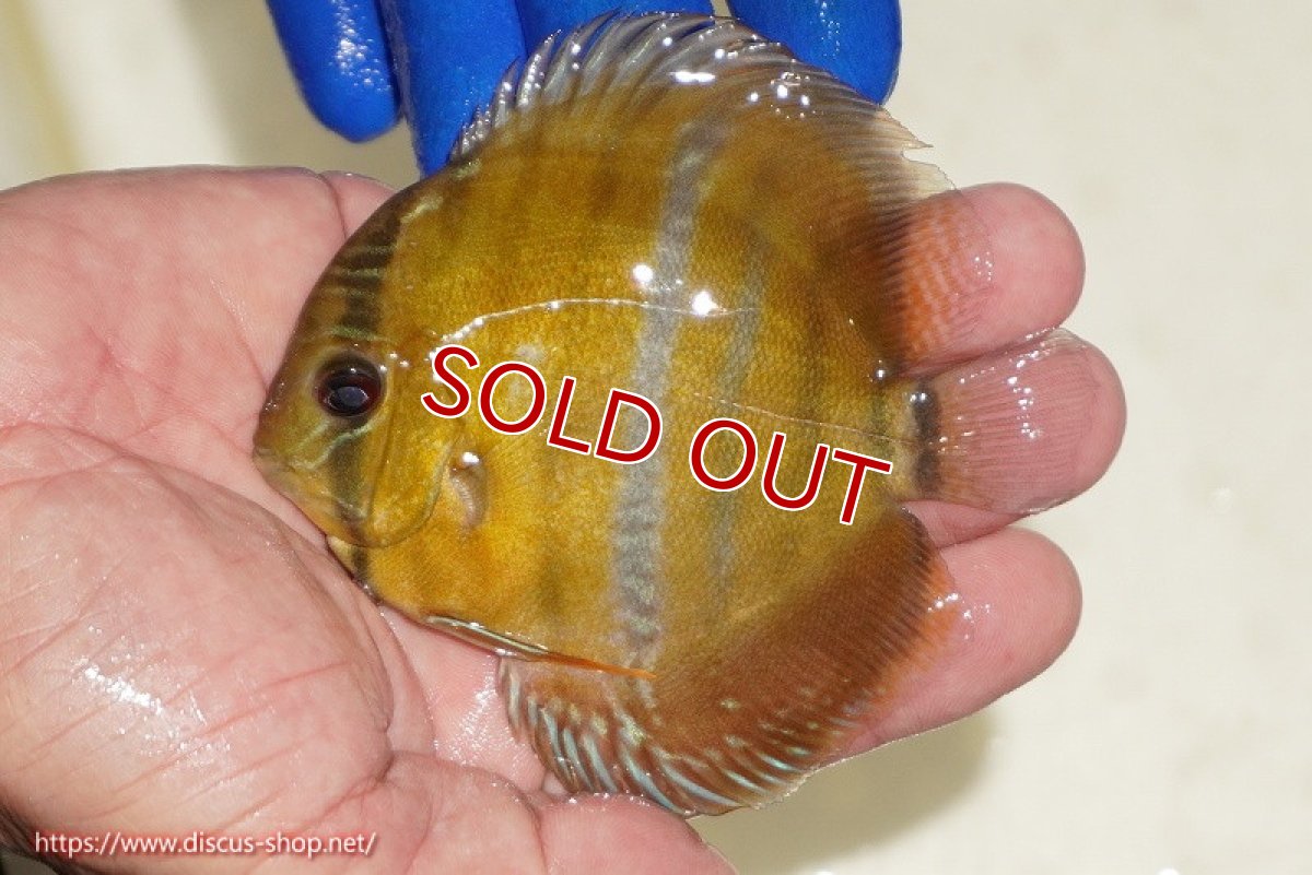 画像2: 【ウィンターセール対象個体】【ワイルドディスカス】【通販】ウラリアソリッドイエローセンターバー　ヤングスター【個体販売】9-11cm（生体）ウラリア産 (2)