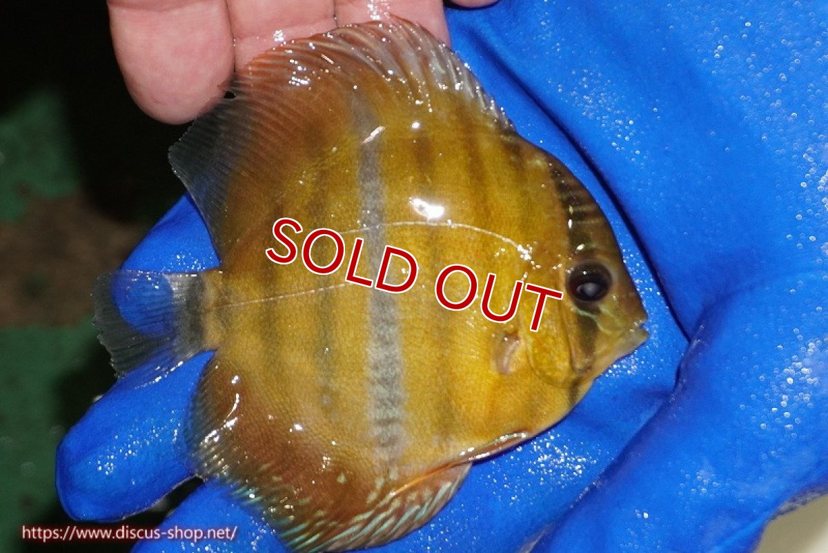 画像3: 【ウィンターセール対象個体】【ワイルドディスカス】【通販】ウラリアソリッドイエローセンターバー　ヤングスター【個体販売】9-11cm（生体）ウラリア産 (3)