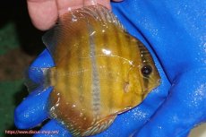 画像3: 【ウィンターセール対象個体】【ワイルドディスカス】【通販】ウラリアソリッドイエローセンターバー　ヤングスター【個体販売】9-11cm（生体）ウラリア産 (3)