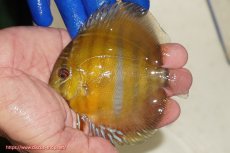 画像1: 【ワイルドディスカス】【通販】ウラリアソリッドイエローセンターバー　ヤングスター【個体販売】9-11cm（生体）ウラリア産 (1)