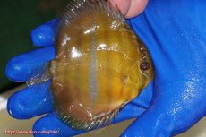 画像2: 【ワイルドディスカス】【通販】ウラリアソリッドイエローセンターバー　ヤングスター【個体販売】9-11cm（生体）ウラリア産 (2)