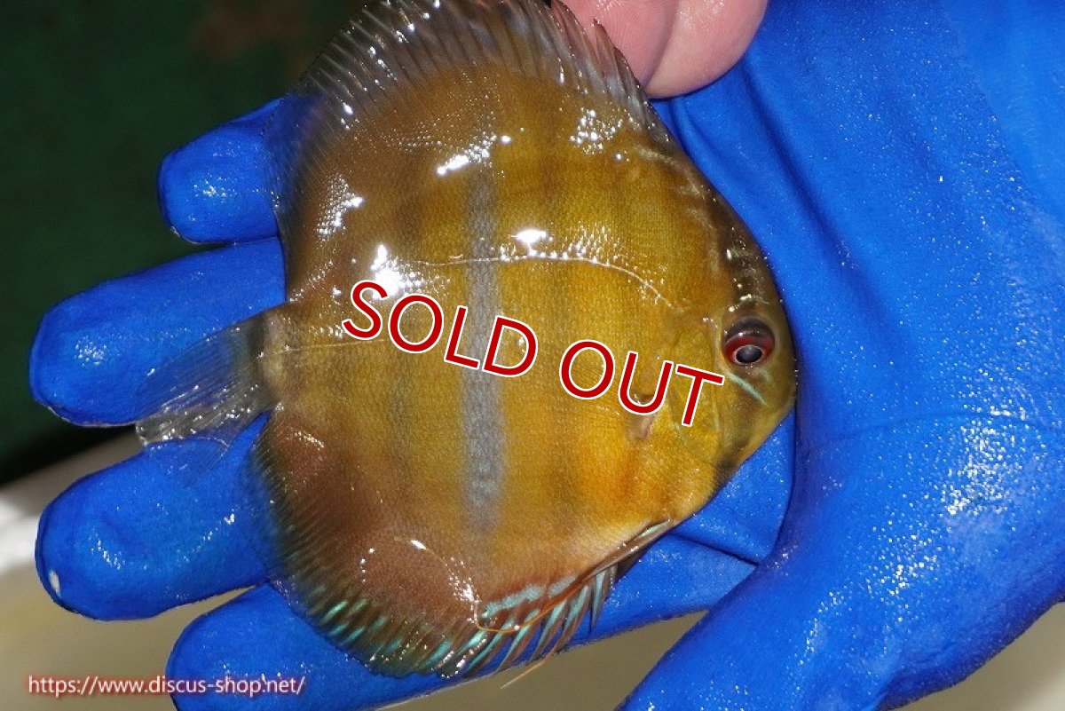 画像3: 【ワイルドディスカス】【通販】ウラリアソリッドイエローセンターバー　ヤングスター【個体販売】9-11cm（生体）ウラリア産 (3)