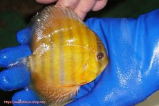 画像3: 【ウィンターセール対象個体】【ワイルドディスカス】【通販】ウラリアソリッドイエローセンターバー　ヤングスター【個体販売】9-11cm（生体）ウラリア産 (3)