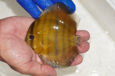 画像1: 【ワイルドディスカス】【通販】ウラリアソリッドイエローセンターバー　ヤングスター【個体販売】9-11cm（生体）ウラリア産 (1)