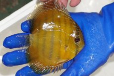 画像3: 【ウィンターセール対象個体】【ワイルドディスカス】【通販】ウラリアソリッドイエローセンターバー　ヤングスター【個体販売】9-11cm（生体）ウラリア産 (3)