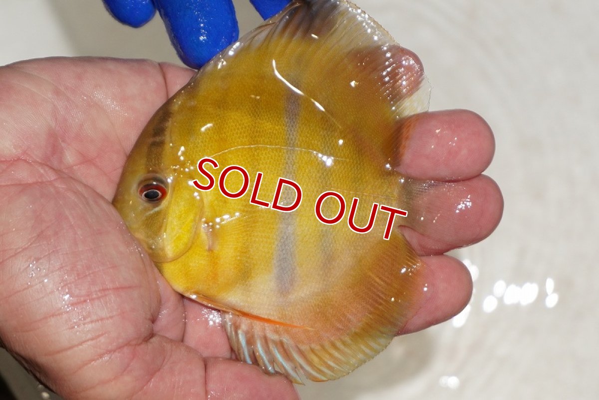 画像1: 【ウィンターセール対象個体】【ワイルドディスカス】【通販】ウラリアソリッドイエローセンターバー　ヤングスター【個体販売】9-11cm（生体）ウラリア産 (1)