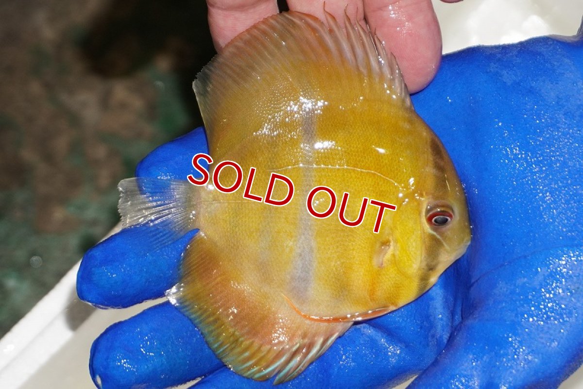 画像2: 【ウィンターセール対象個体】【ワイルドディスカス】【通販】ウラリアソリッドイエローセンターバー　ヤングスター【個体販売】9-11cm（生体）ウラリア産 (2)