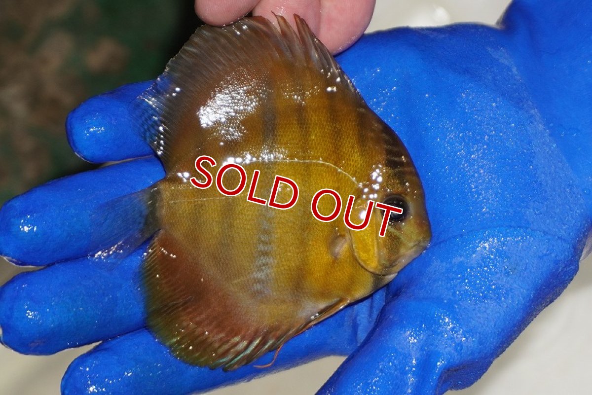 画像2: 【決算セール対象個体】【ワイルドディスカス】【通販】ウラリアソリッドイエローセンターバー　ヤングスター【個体販売】9-11cm（生体）ウラリア産 (2)