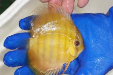 画像3: 【ウィンターセール対象個体】【ワイルドディスカス】【通販】ウラリアソリッドイエローセンターバー　ヤングスター【個体販売】9-11cm（生体）ウラリア産 (3)