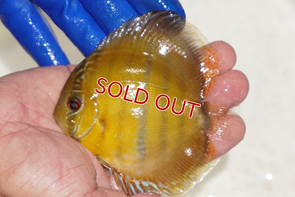 画像1: 【ウィンターセール対象個体】【ワイルドディスカス】【通販】ウラリアソリッドイエローセンターバー　ヤングスター【個体販売】9-11cm（生体）ウラリア産 (1)