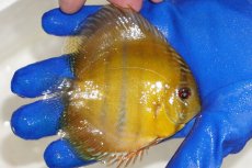 画像2: 【ワイルドディスカス】【通販】ウラリアソリッドイエローセンターバー　ヤングスター【個体販売】9-11cm（生体）ウラリア産 (2)