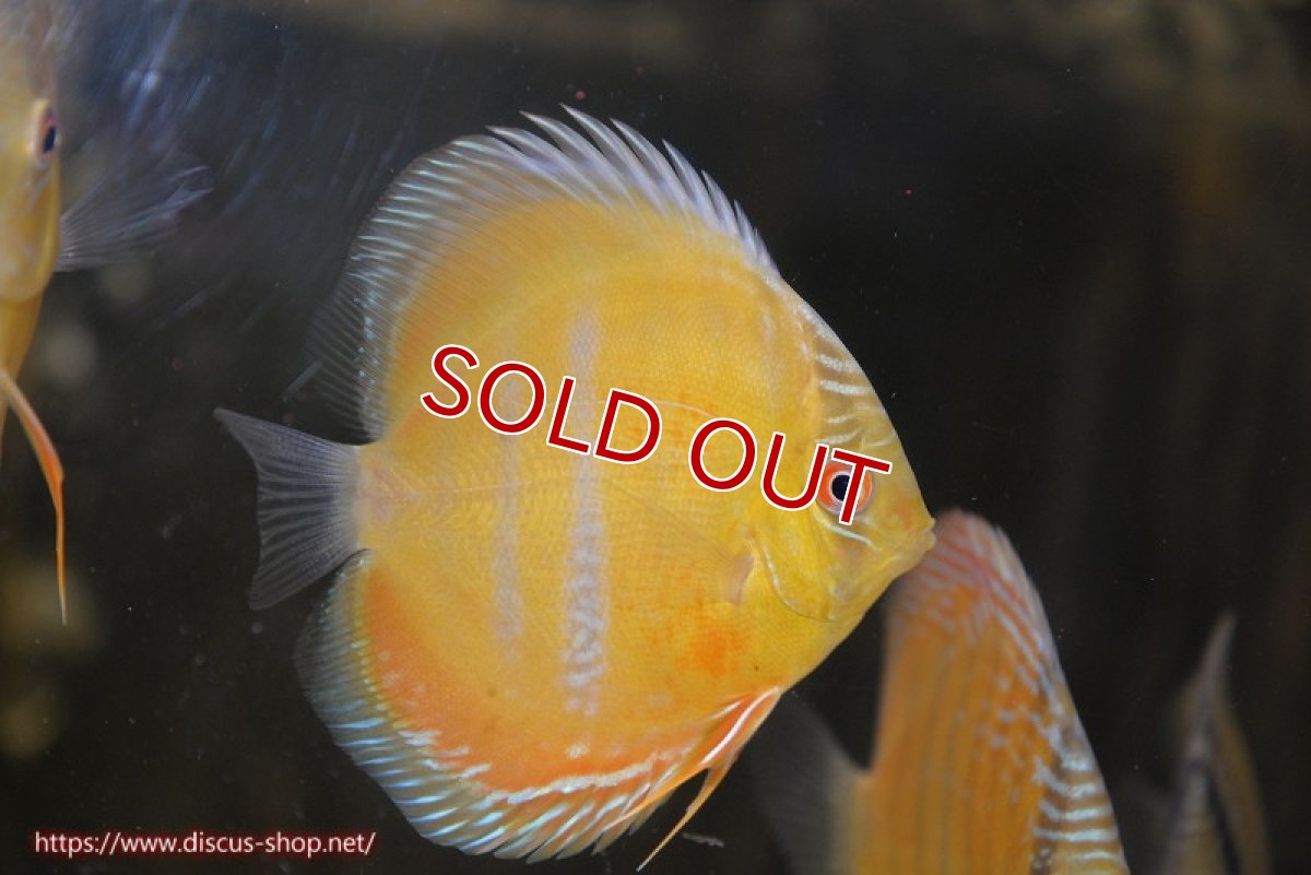 画像1: 【ウィンターセール対象個体】【ワイルドディスカス】【通販】ウラリアソリッドイエローセンターバー　ヤングスター【個体販売】9-11cm（生体）ウラリア産 (1)