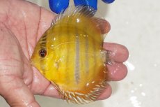 画像1: 【ワイルドディスカス】【通販】ウラリアソリッドイエローセンターバー　ヤングスター【個体販売】9-11cm（生体）ウラリア産 (1)