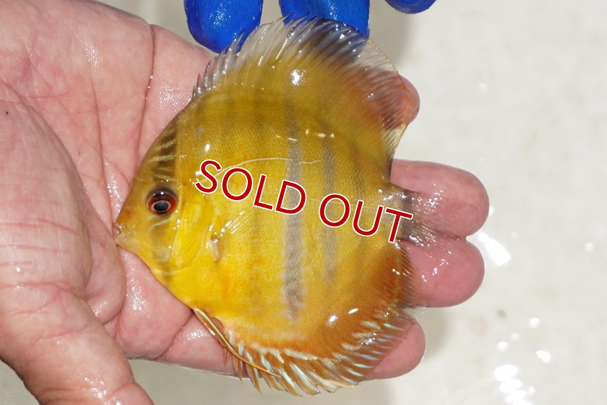 画像2: 【ウィンターセール対象個体】【ワイルドディスカス】【通販】ウラリアソリッドイエローセンターバー　ヤングスター【個体販売】9-11cm（生体）ウラリア産 (2)