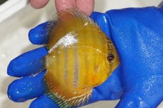 画像2: 【ワイルドディスカス】【通販】ウラリアソリッドイエローセンターバー　ヤングスター【個体販売】9-11cm（生体）ウラリア産 (2)