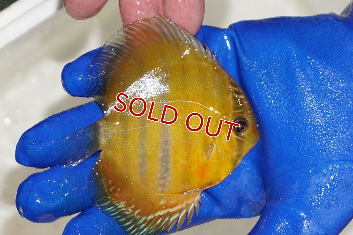 画像3: 【ウィンターセール対象個体】【ワイルドディスカス】【通販】ウラリアソリッドイエローセンターバー　ヤングスター【個体販売】9-11cm（生体）ウラリア産 (3)