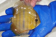 画像2: 【ワイルドディスカス】【通販】ウラリアソリッドイエローセンターバー　ヤングスター（金目）【個体販売】9-11cm（生体）ウラリア産 (2)