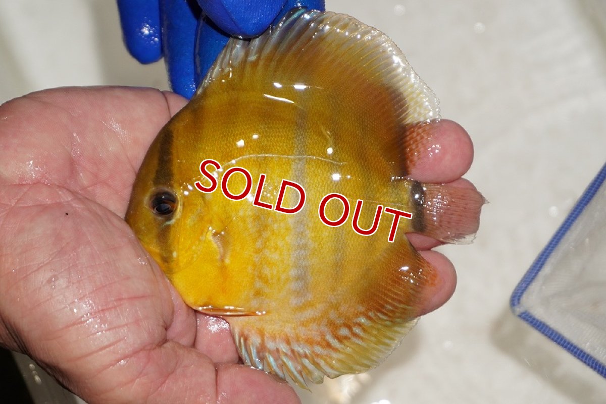 画像1: 【ウィンターセール対象個体】【ワイルドディスカス】【通販】ウラリアソリッドイエローセンターバー　ヤングスター（金目）【個体販売】9-11cm（生体）ウラリア産 (1)