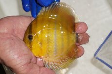 画像1: 【ワイルドディスカス】【通販】ウラリアソリッドイエローセンターバー　ヤングスター（金目）【個体販売】9-11cm（生体）ウラリア産 (1)